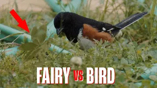 REAL FAIRY vs BIRD Caught on Camera