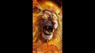 Lion(amv)-centuries