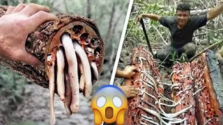 8 Most Dangerous Trees You Should Never Touch In Hindi/Urdu | Unusual Trees In The World .