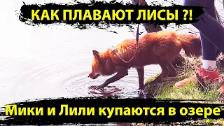 Лиса в воде. Как плавают Лисы?!  Лили и Мики купаются в озере. / MIKI THE FOX