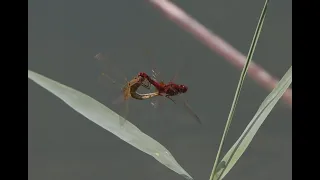 Fortpflanzungsverhalten der Feuerlibelle / Reproductive behaviour of the scarlet dragonfly