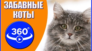 Забавные коты. Видео 360 градусов.