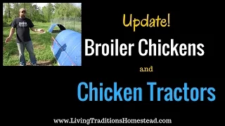Chicken Tractor and Broiler Chicken Update