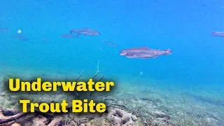 How to use Trout bait  | UNDERWATER FOOTAGE
