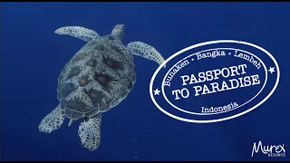 Scuba diving North Sulawesi - Indonesia in 2023. Passport to Paradise - Bunaken, Bangka and Lembeh