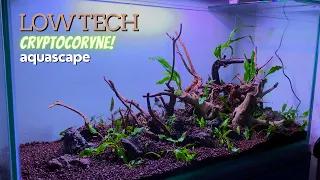 🐉✨ Discover the Enchantment: Dragon-Themed Aquascape | A Submerged Fantasy Realm 🌊🌿