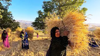 Harvest season of Rainfed agricultural products: Wheat, Barley