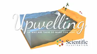 ⚙️ #Upwelling - Why are there so many fish here ? 🐟