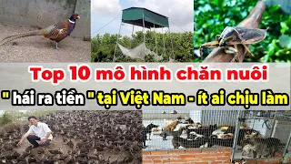 Top 10 mô hình chăn nuôi ''hái ra tiền'' tại Việt Nam mà ít ai chịu làm | Tài chính kinh doanh