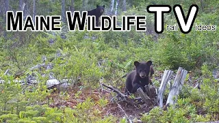 Bear Cubs | Newborn Fawn | Big Buck in Velvet | Barred Owl | Trail Cam | Maine Wildlife Trail Video