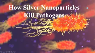 How Silver Nanoparticles Kill Pathogens #colloidalsilver #nanotechnology #nanomaterials