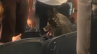 Dog runs away from home, sneaks into Metallica concert at SoFi Stadium