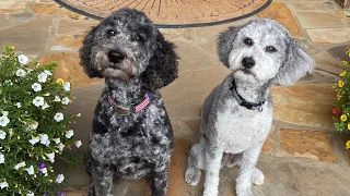 Introduction to the Aussiedoodle