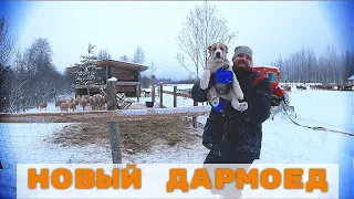 НОВЫЙ ВОЛКОДАВ. НАДЕЮСЬ НЕ ДАРМОЕД! ЗИМНИЕ ХЛОПОТЫ.