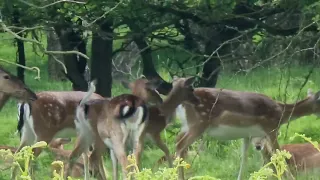 European Fallow Deer