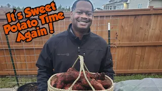 2023 Sweet Potato Harvest & Curing - NC Zone 8a