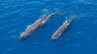 Sperm Whale encounter 🐋🐋