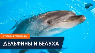 Дельфины и белуха Москвариума