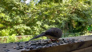 Birds TV! Bird Video for Cats and Dogs! Cardinals, Finches, Chickadees, Doves!