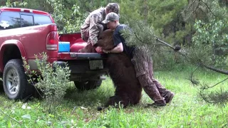 Bear hunting 2016