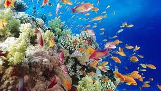 2017 HD Documentary On Coral - David Attenborough Documentary