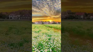 Flowers Garden video || Nature Flower Garden Background video