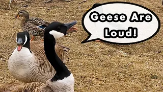 Canada Goose Loud Honking - Bird Calls And Sounds