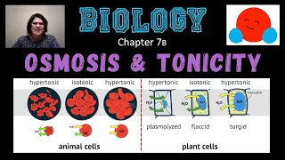 Osmosis & Tonicity (with Ms. Haller)