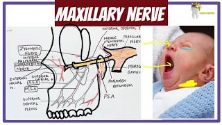 MAXILLARY NERVE AND ITS BRANCHES | Simple way to remember