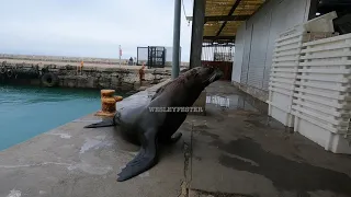 Seal interacts with people at Kalk Bay Harbour, Cape Town