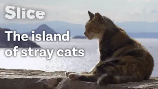 Stray Cats’ Tough Life, Greek Islands | SLICE