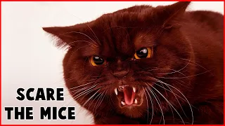 CAT SOUNDS TO SCARE MICE AWAY 🔥 MOUSE REPELLENT 15 MIN!!!