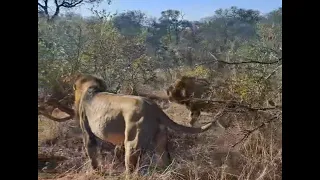 Black Dam Male Lions Ambushed Monwana Pride killed Cub | Mapoza Male Lion in danger | Lion Warfare