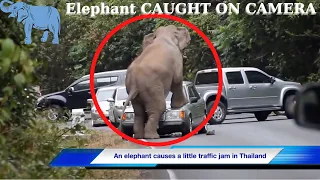 Elephant Attack | Ultimate Predator. Unbelievable Elephant Attacks & Interactions CAUGHT ON CAMERA!