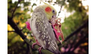 DON'T WORRY BE HAPPY music Whistle Practice Cockatiel Bird Parrots Sings