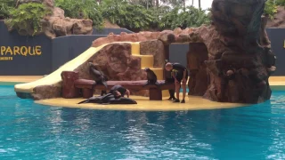 Loro Parque - Leones Marines 1