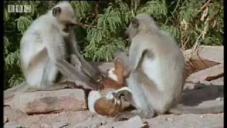 Monkeys play with cute puppy - Monkey Warriors - BBC animals