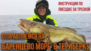 Инструкция по поездке за треской, на Баренцево море в Териберку.