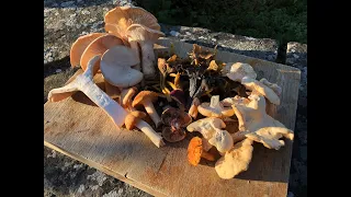 November Mushroom Foraging