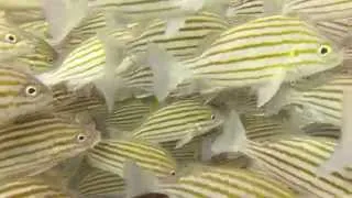 Diving throught a school of fish - Hallaniyat Inseln Oman - 1080p
