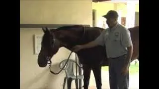 Horse Massage: Release Tension in the Neck-Shoulders-Withers Junction