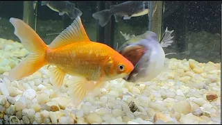 Moby Eats A Big Goldfish In One Gulp!