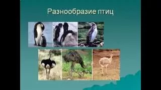 Птицы 1.AVI