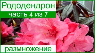 💮 Размножение рододендрона делением и черенкованием, семенами и отводками