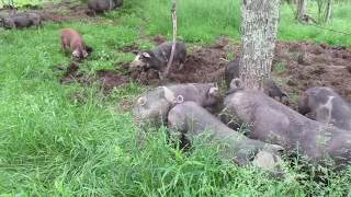 Forest Raised Pigs