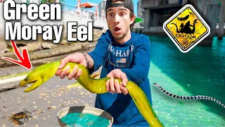 Catching Moray EEL At Beach TIDE POOL For My Aquarium! (saltwater pond?)