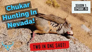 Chukar Hunting in Nevada with Dogs - TWO IN ONE SHOT!