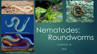 3840_Chapter 18: Nematoda