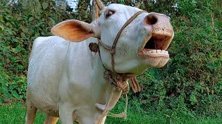 Real Cow Mooing Sound And Videos, 7 Cow Sound Loudly At Village | Tobibul