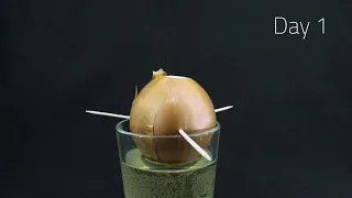 ONION TIME LAPSE